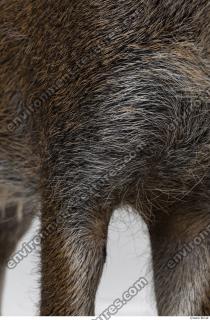 boar fur 0008